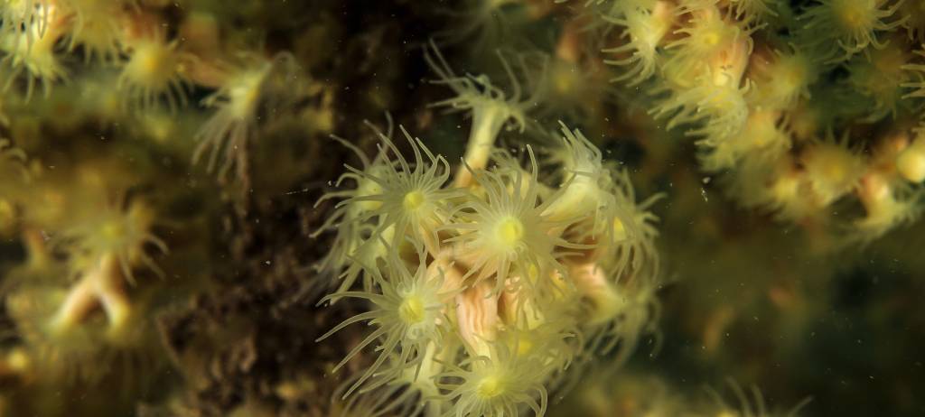 Two new marine sites protected in Montenegro: another great achievement resulting from the GEF Adriatic project