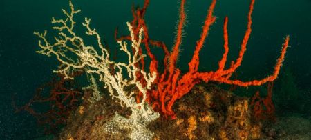 Gold Coral colonies are now safer in Boka-Kotorska Bay, Montenegro