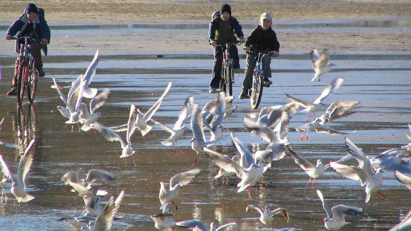 Growing enthusiasm for Coast Day
