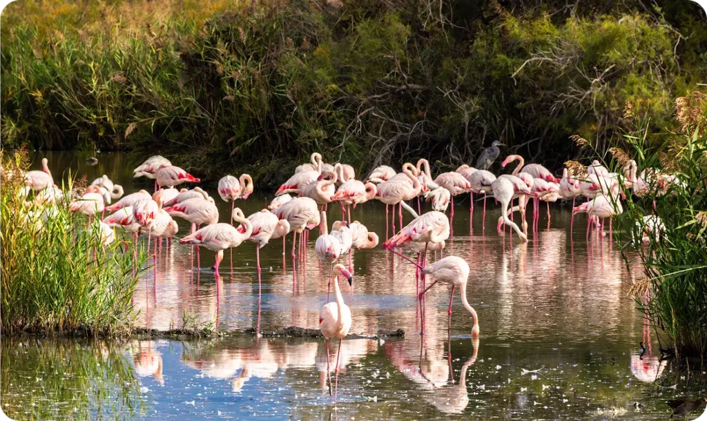 A flock of pink flamingos wading in a shallow coastal wetland surrounded by green reeds.
