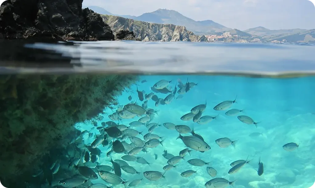 A school of fish swimming in clear turquoise water along a rocky coastline.